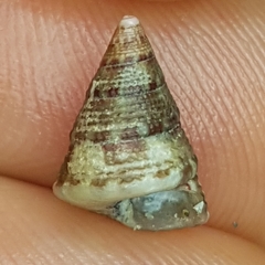 Jujubinus exasperatus