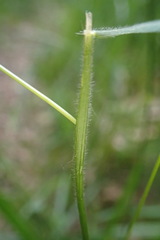 Anthoxanthum aristatum