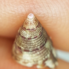 Jujubinus exasperatus