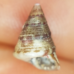 Jujubinus exasperatus