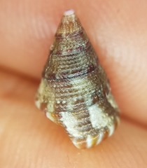 Jujubinus exasperatus