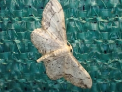 Idaea efflorata
