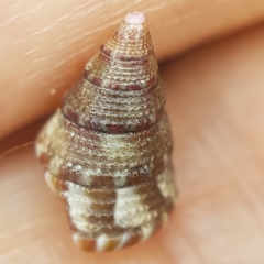 Jujubinus exasperatus