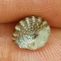 Jujubinus exasperatus