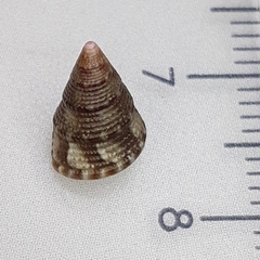 Jujubinus exasperatus