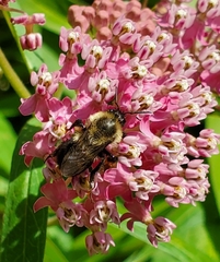 Bombus impatiens
