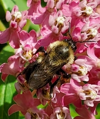 Bombus impatiens