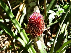 Ananas comosus bracteatus