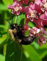 Bombus impatiens