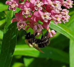 Bombus impatiens