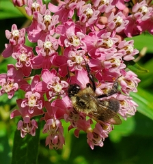 Bombus impatiens