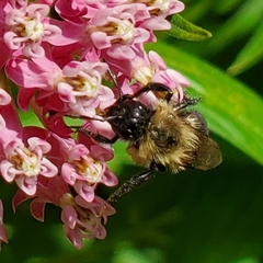 Bombus impatiens