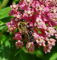Bombus impatiens