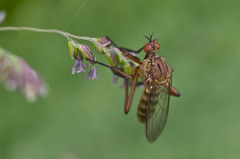 Empis livida