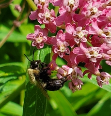 Bombus impatiens