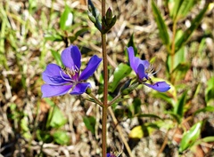 Chaetogastra gracilis