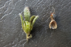Phacelia quickii