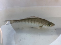 Hyperprosopon argenteum