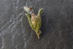 Phacelia quickii