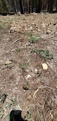 Phacelia quickii