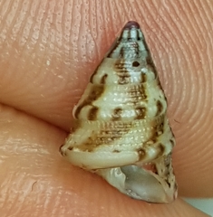 Jujubinus exasperatus