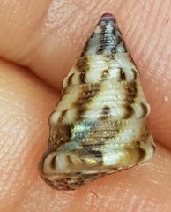 Jujubinus exasperatus