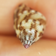 Jujubinus exasperatus