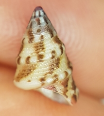 Jujubinus exasperatus