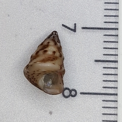 Jujubinus exasperatus