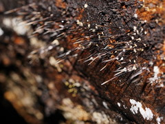 Xylaria filiformis