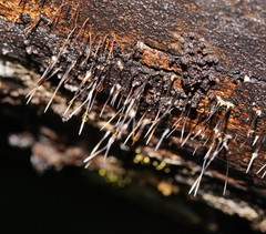 Xylaria filiformis