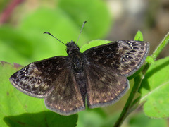 Erynnis lucilius