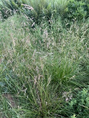 Deschampsia