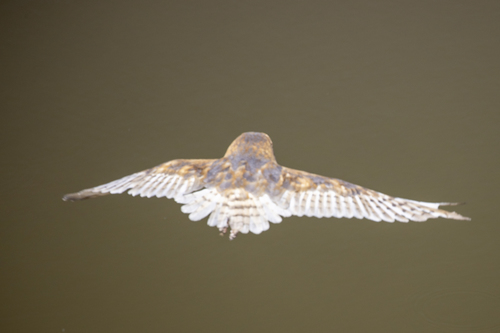 iNaturalist observation photo of American Barn Owl