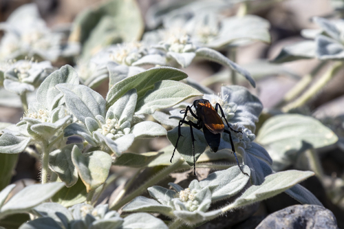 iNaturalist observation photo of Thisbe's Tarantula-hawk Wasp