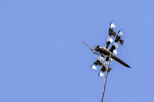 iNaturalist observation photo of Eight-spotted Skimmer