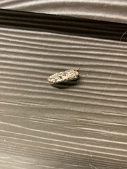 Platystoechotes lineata