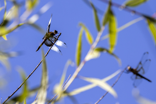 iNaturalist observation photo of Widow Skimmer