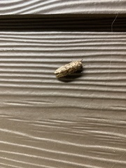 Platystoechotes lineata