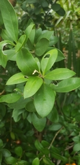 Bonellia macrocarpa image