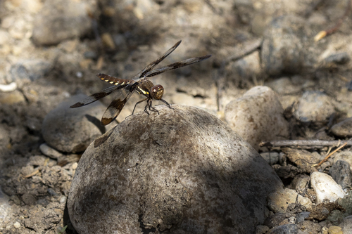 iNaturalist observation photo of Variegated Meadowhawk