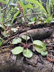 Pyrola asarifolia asarifolia