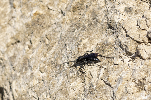 iNaturalist observation photo of Priocnemis