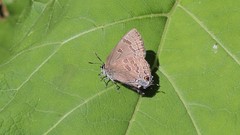 Satyrium caryaevorus