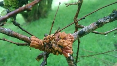 Hypocreopsis rhododendri