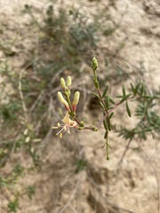 Lonicera subspicata subspicata