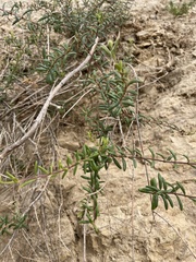 Lonicera subspicata subspicata