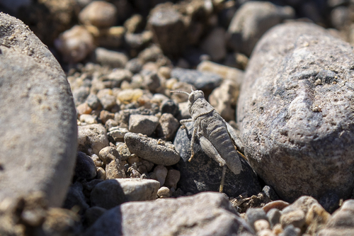 iNaturalist observation photo of Pallid-winged Grasshopper