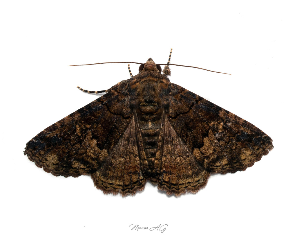 Metria leucoplaga