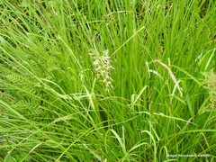 Pseudarrhenatherum longifolium